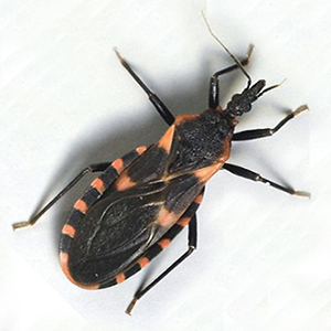Kissing bugs harbor Chagas disease ← Research @ Texas A&M | Inform