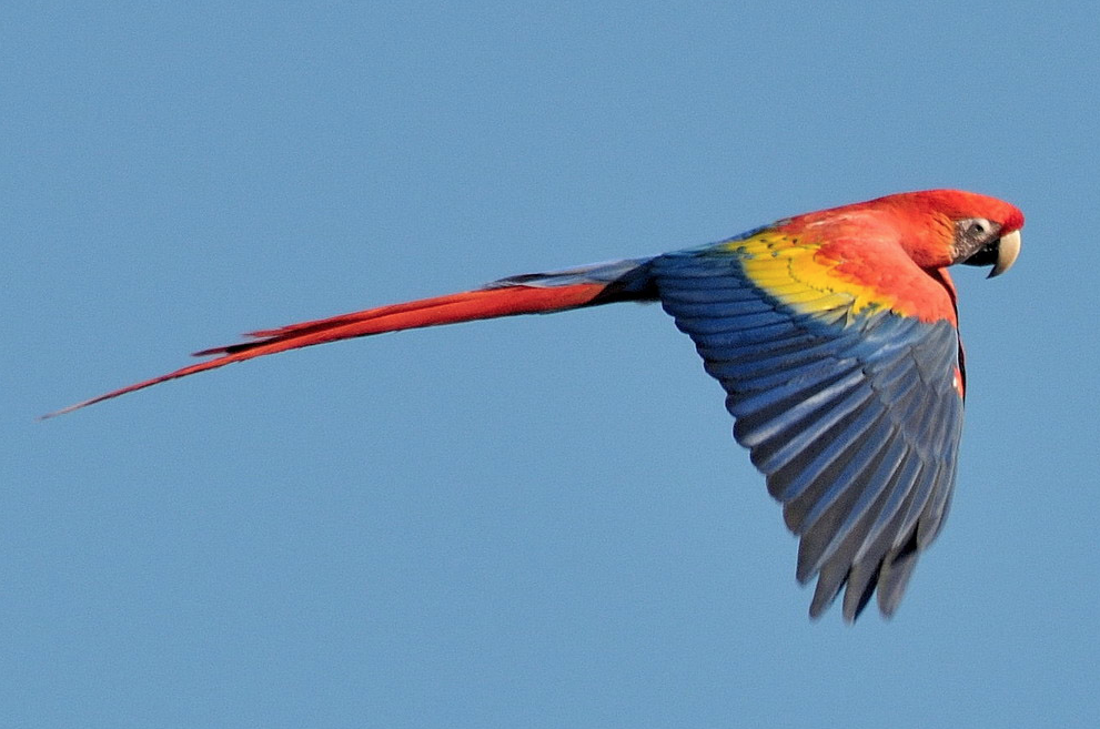 Texas A&M researchers have been studying Scarlet macaws for many years. Photo: Tambopata Research Center