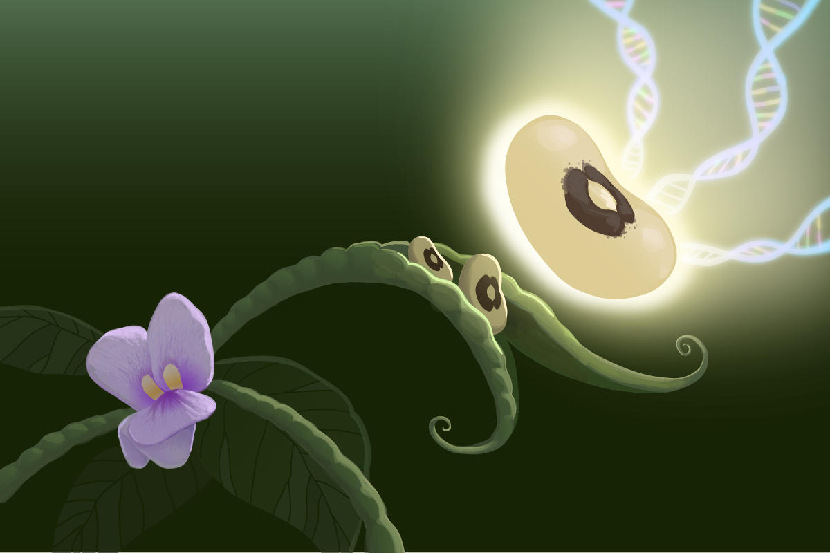 Illustration of black eyed pea being infused with DNA.