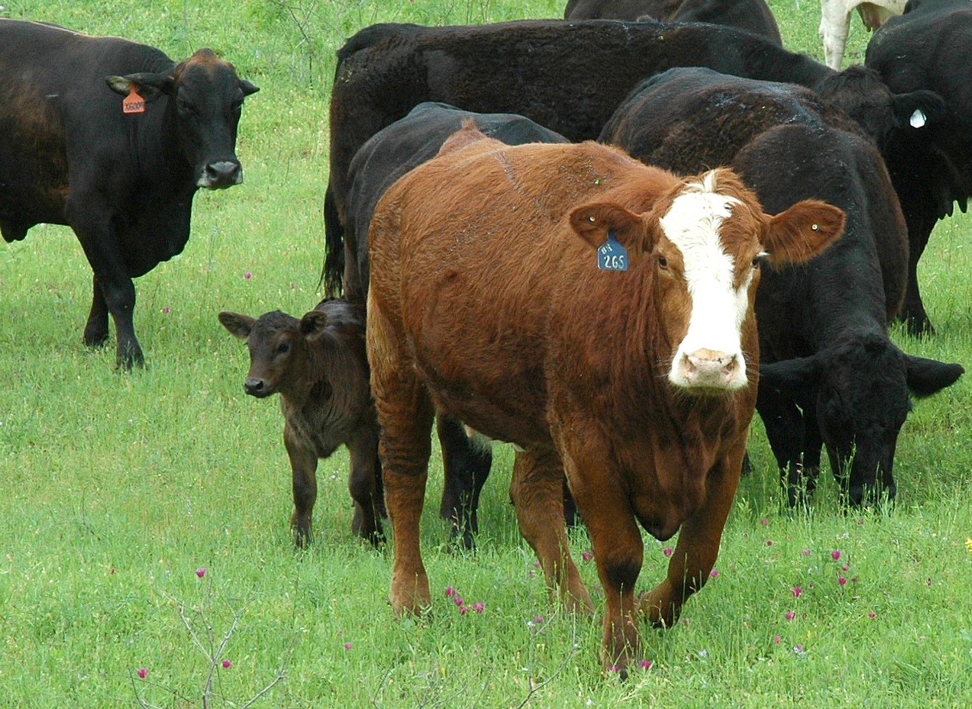 Blairs-cow-calf-photo