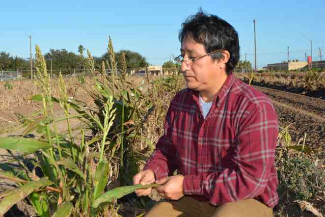 Mysterious pest threatens Texas’ billion-dollar grain sorghum crop