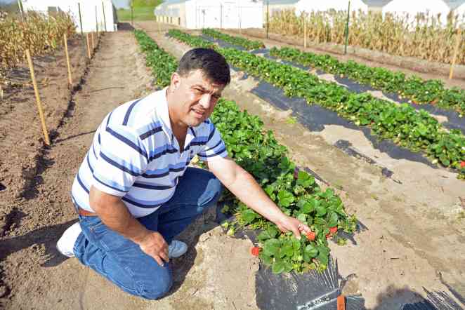 Can strawberries develop into mainstream crop for Texas growers?
