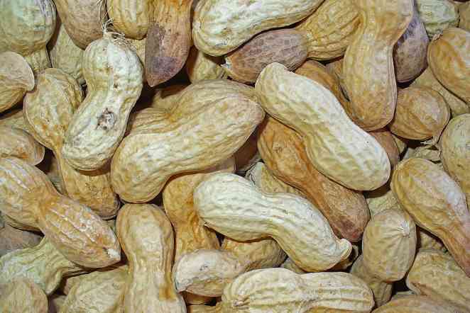 For peanuts: 1st genome sequence could enhance production in Texas