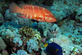 Saving coral reefs in Red Sea: Team studies effects of population growth