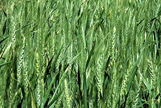 Results of AgriLife trials could boost wheat as a statewide crop for Texas