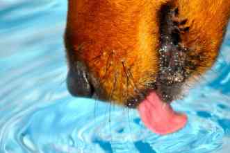 Water-borne parasites: Improving detection and treatment in canines