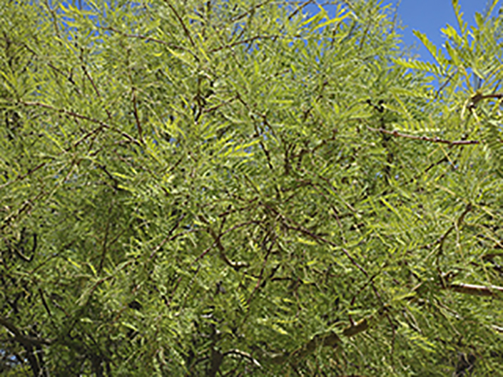 Mesquite trees may offer abundant source of clean biofuel, study says ...