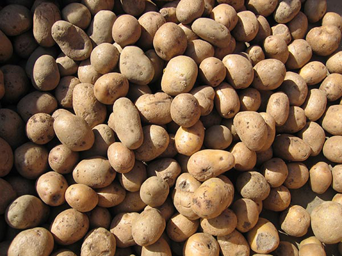 Scores of russet potatoes