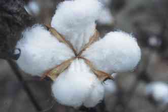 Chinese scientists work with AgriLife to enhance Texas cotton production