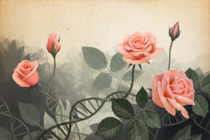 an illustration of roses