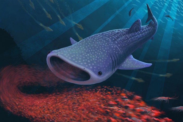 illustration of whale shark 