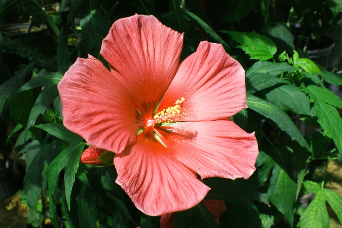 An open flower