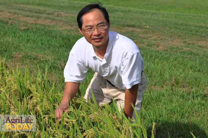 Research aims to help growers of organic rice keep pace with demand