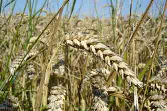 Hybrid wheat could improve yield for production, AgriLife researcher says
