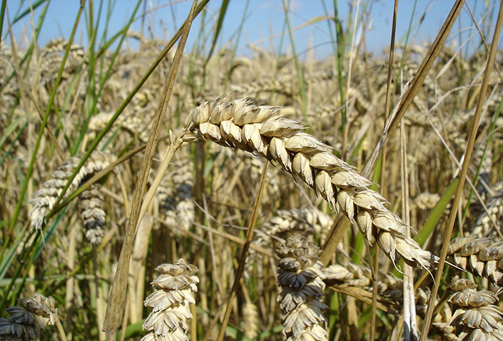 wheat growing in a field