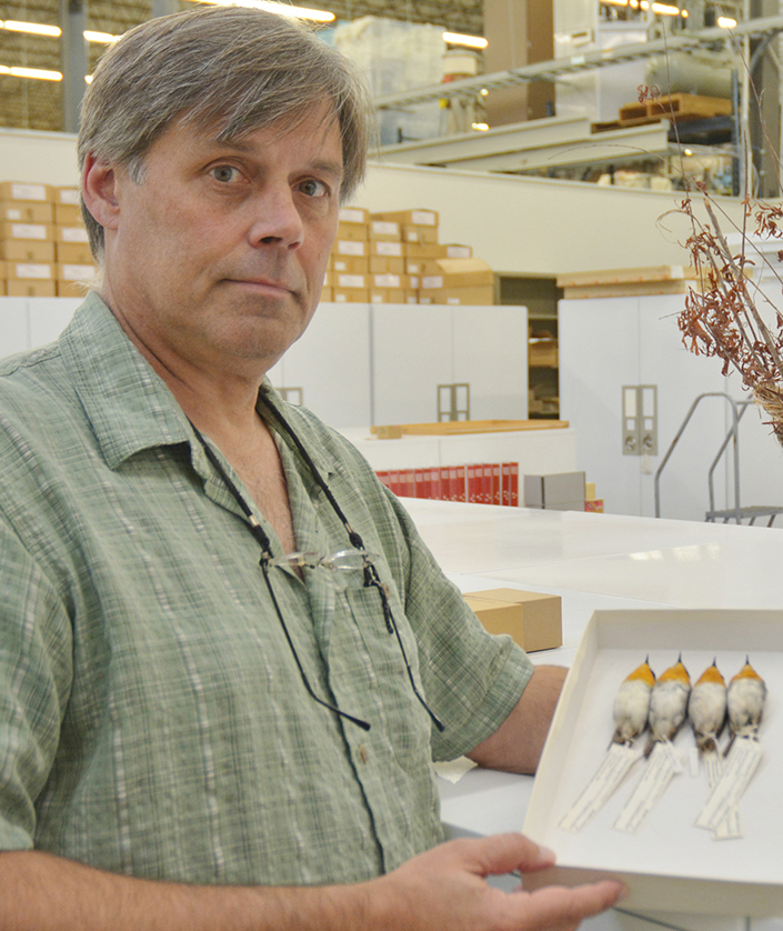 Man holds a box with four bird specimens