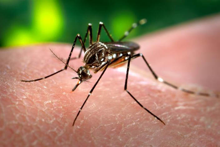 a mosquito bites a human finger