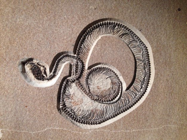 snake fossil
