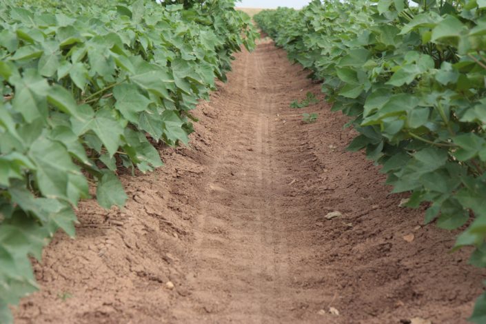 A trail of soil between rows of crop plants