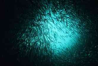 Herring populations, while similar genetically, differ on when to spawn