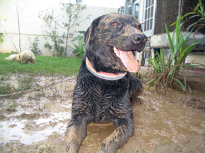 labrador rests in mud puddle