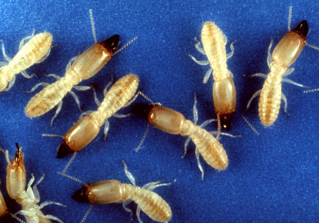 Group of termites