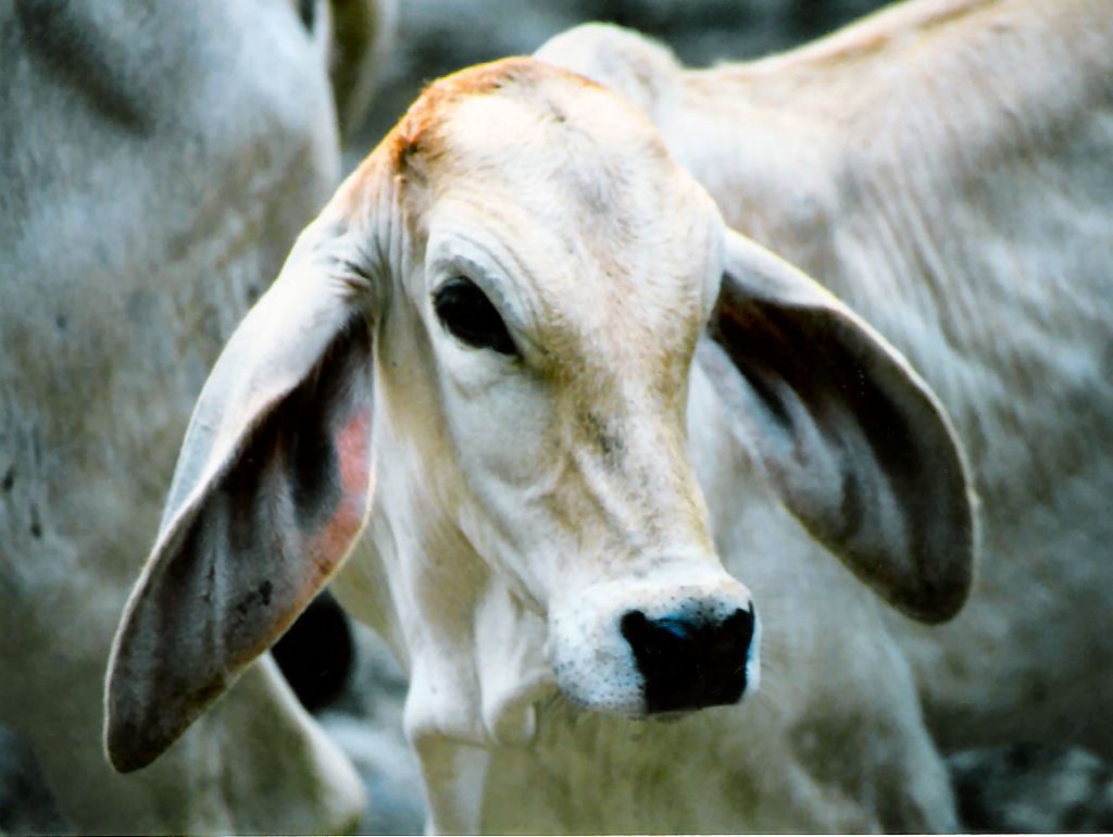face of a Brahman calf