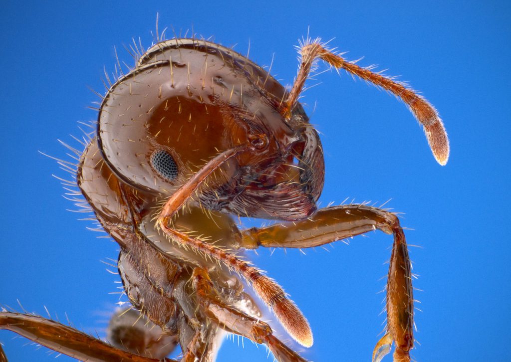 close-up of red imported fire ant