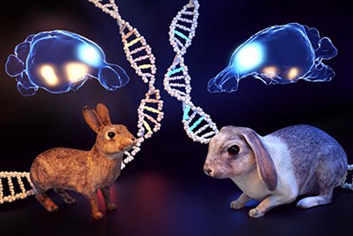 illustration of the genetic differences between wild and domestic rabbits
