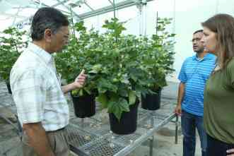 Engineered Cotton Uses Weed-Killing Herbicide As Nutrient