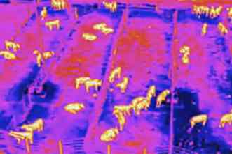 Drones could apply thermal imaging to identify sick livestock in feedlots