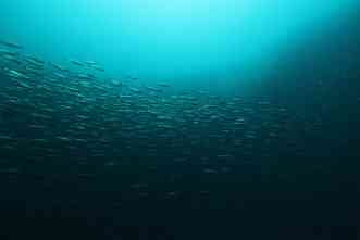 How do species adapt to locations? Herring in Baltic Sea provide clues