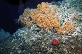 Depleted seamounts are recovering near Hawaii, new evidence suggests