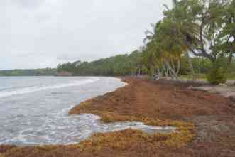 What to do with all that sargassum? Marine scientists explore options