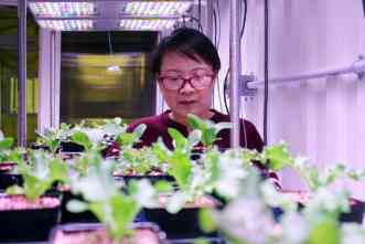 Next frontier of agriculture? Produce high-quality food in urban areas