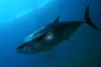 Ear bones allow researchers to track movement of Pacific bluefin tuna