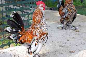 Chickens and pigeons share mutation for feathered feet, researchers find