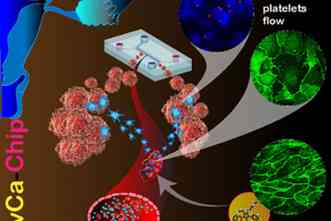 OvCa-Chip allows team to view processes between tumors, platelets