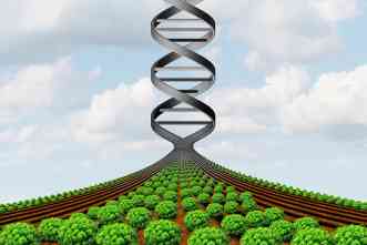 Crop resilience: How does process of DNA repair enhance plant immunity?