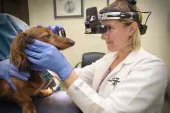 Therapeutic derived from turmeric reduces eye inflammation in dogs