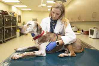 Easy-to-use, cost-effective test now available to screen for cancer in dogs