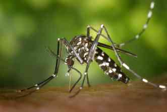 Self-deleting genes allow scientists to test methods for mosquito control