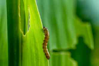‘Billion-dollar pests’: Can scientists design corn that resists devastation?