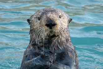 How do sea otters live in cold water? Surplus energy keeps them warm