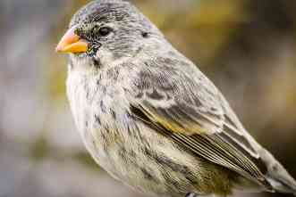 Yellow or pink? Why Darwin’s finches grow beaks in two colors as nestlings