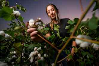 Weed them and reap: Taking aim at cotton’s herbicide-resistant nemesis