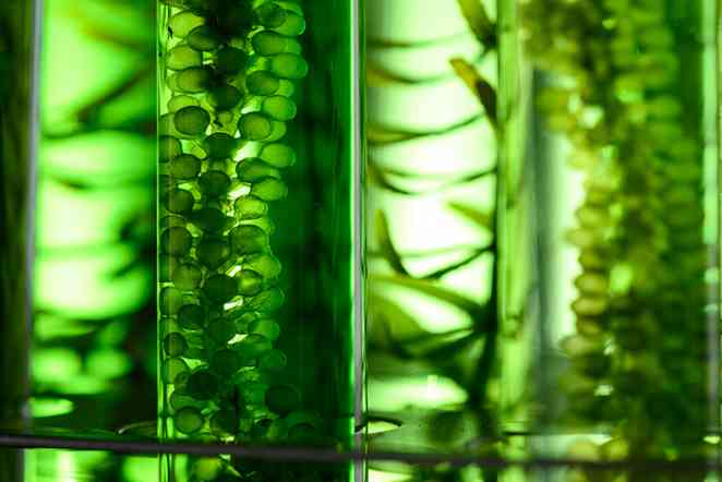 Think green: Artificial intelligence evaluates algae as energy source