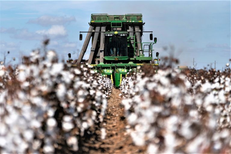 Cotton produces odors that attract pests; tweaking the plant's