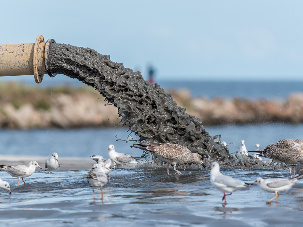 Sewage pours from a pipe into water while birds wade and drink.